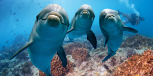 Vidéo – Étrangeté du vivant : les dauphins se reconnaissent grâce à leur urine !