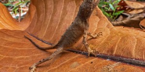 Agasthyagama edge: une nouvelle espèce de lézard de petite taille découverte en Inde
