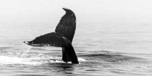 Baleines noire de l’Atlantique du Nord : une étude alarme sur un inquiétant changement physique de l’animal