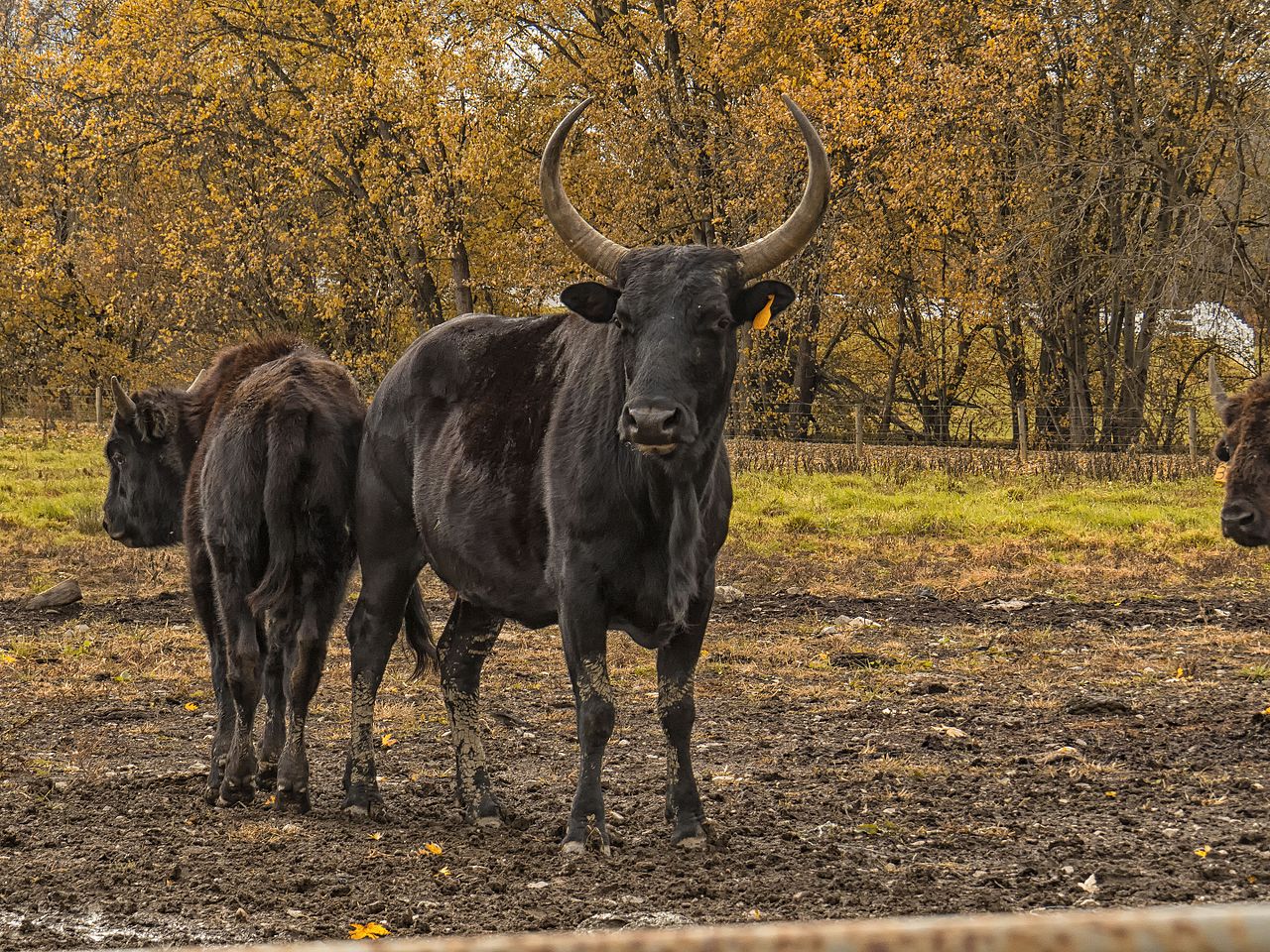 Le Beefalo, un hybride de vaches et de bisons bénéfique pour la planète et notre santé ?