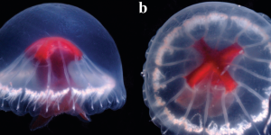 Japon : Découverte d’une nouvelle espèce de méduse au physique étonnant