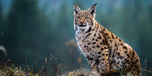 Jura : ils rencontrent un lynx doté d’une particularité physique étonnante