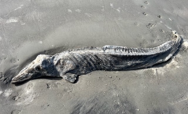 L’étrange cas d’un dauphin « momifié » découvert sur une plage américaine
