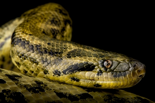 Une nouvelle espèce d’anaconda découverte en Amazonie dans le cadre d’un tournage