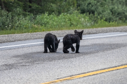 Que faisaient deux oursons bruns d’Alaska sur une route en Floride, à 5790 km de chez eux ?