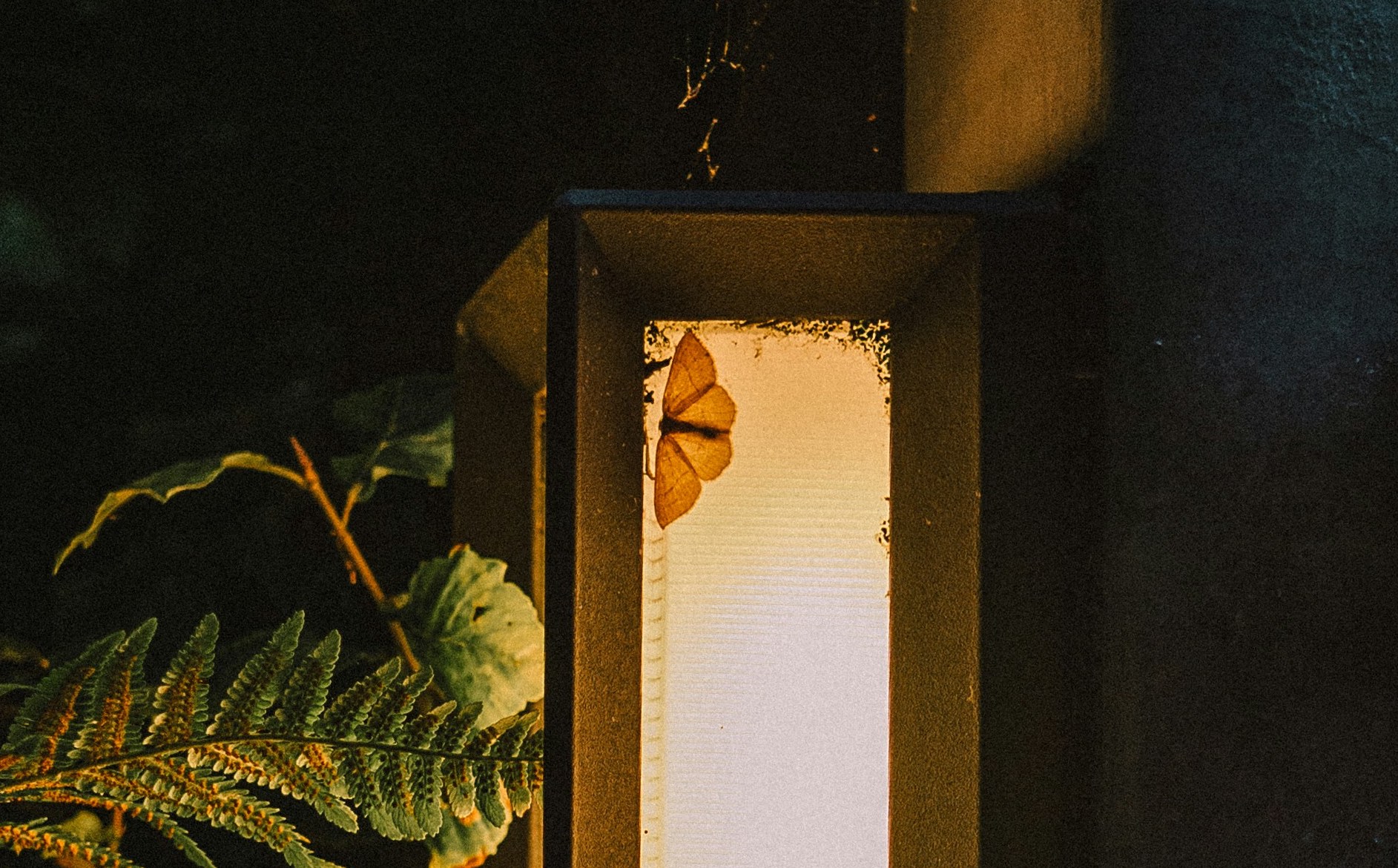 Pourquoi les papillons de nuit sont-ils attirés par la lumière ?