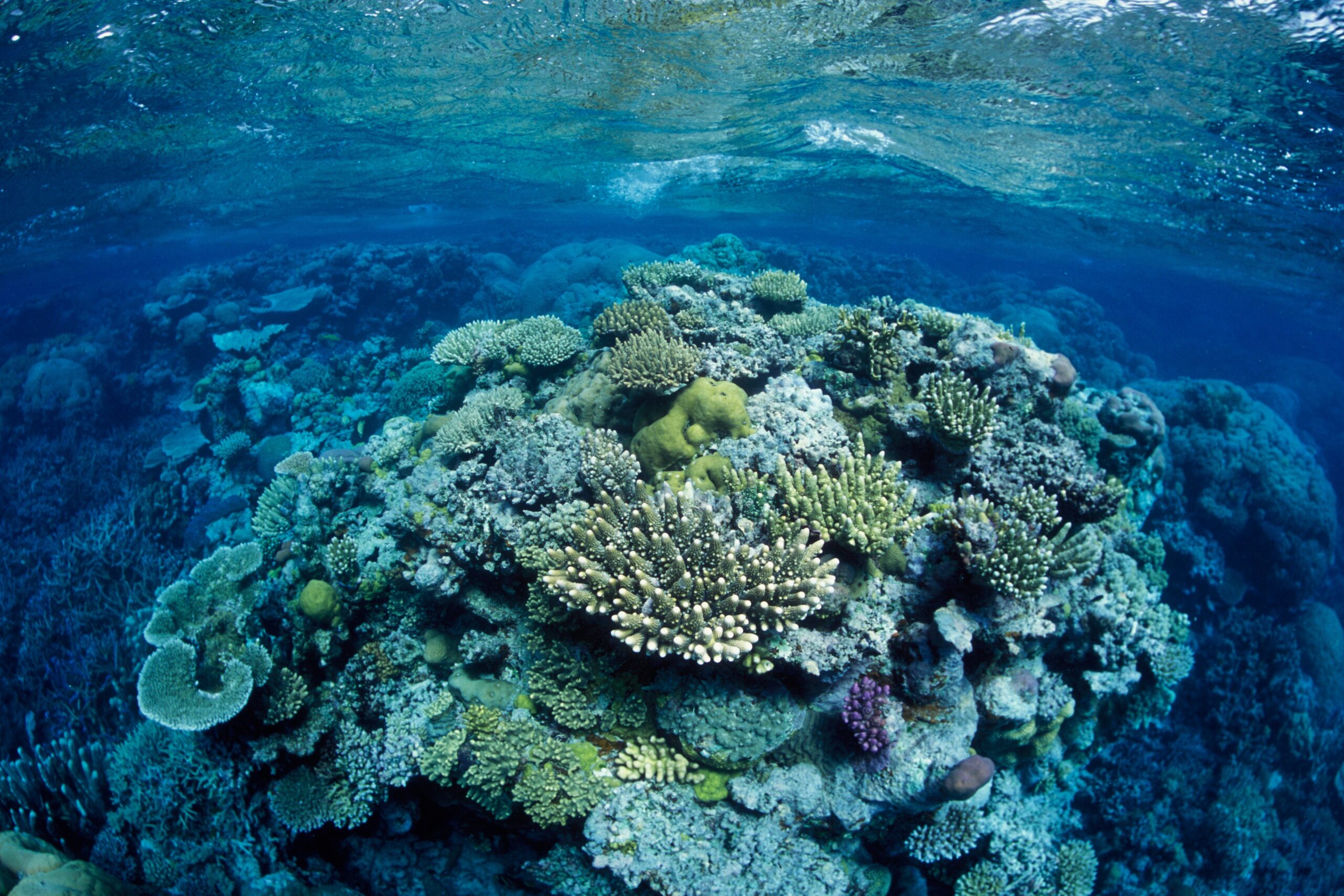 La première cartographie complète des récifs coralliens du monde révèle une superficie bien plus grande que prévu