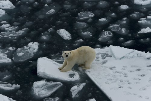 Cette touchante photo d’un ours polaire endormi émeut des milliers de personnes du monde entier