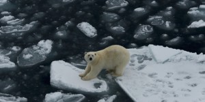 Cette touchante photo d’un ours polaire endormi émeut des milliers de personnes du monde entier