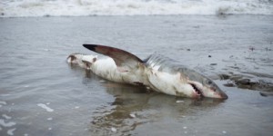 Australie : un requin blanc échoué sur une plage , un mal “sinistre” le rongeait de l’intérieur