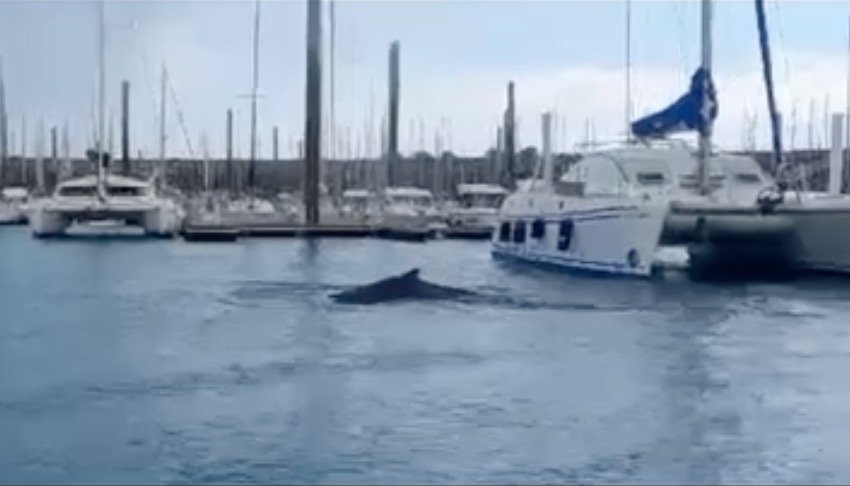 Bretagne : la présence d’une baleine de 9 mètres dans le port de Saint-Quay-Portrieux pose question