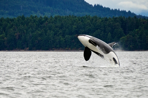 Le comportement déchirant d’une petite orque à la suite du décès de sa mère, échouée au large de l’île de Vancouver