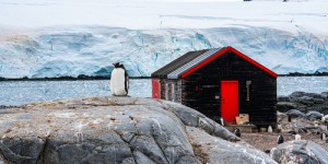 Compteur de manchots en Antarctique : cette organisation a besoin de vous pour un travail insolite