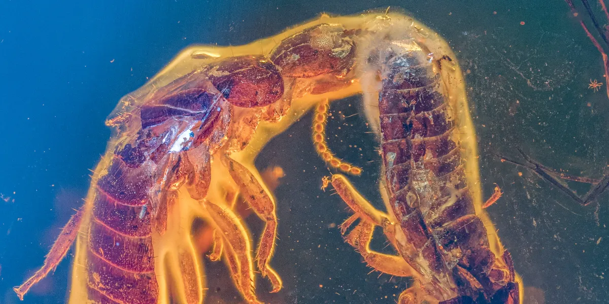 Découvrez l’étonnante histoire d’amour des termites fossilisés dans de l’ambre vieux de 38 millions d’années !