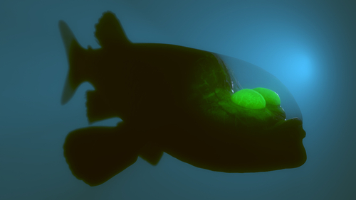 Découvrez le mystère du Macropinna microstoma, ce poisson avec une tête transparente