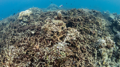 Grande barrière de corail : le « squelette blanc”, ce phénomène qui montre les dégâts du réchauffement climatique