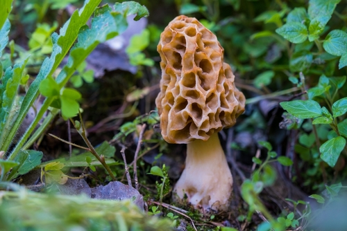 Un incroyable champignon découvert dans une grange en Dordogne : “Ils n’en croyaient pas leurs yeux !”