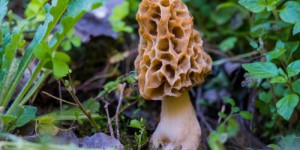 Un incroyable champignon découvert dans une grange en Dordogne : “Ils n’en croyaient pas leurs yeux !”