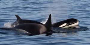 L’effrayant comportement d’orques qui noient un autre membre de l’espèce étonne des chercheurs qui cherchent à comprendre ce phénomène rare