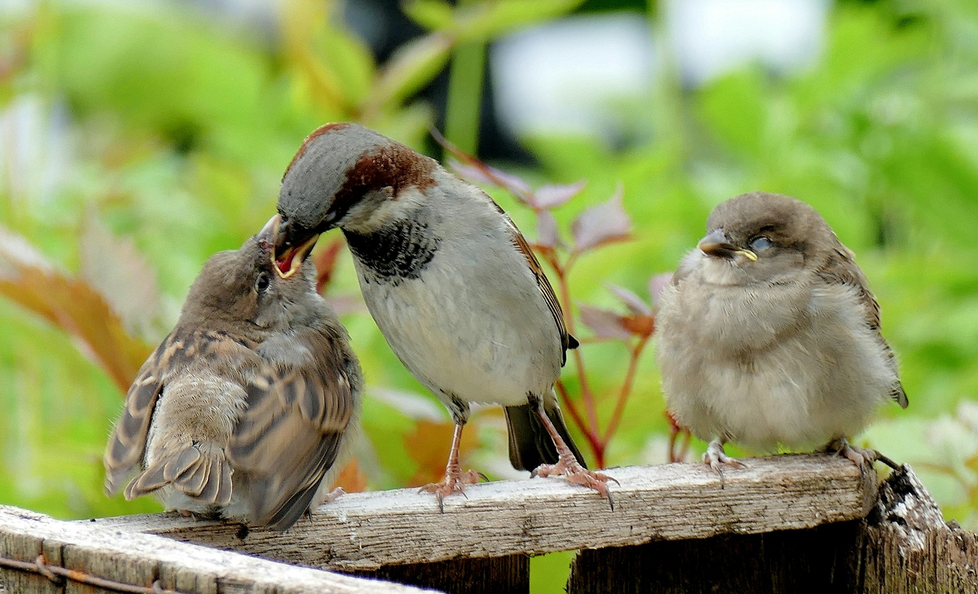 Le mystère des oiseaux qui mangent des excréments intrigue les scientifiques