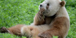 Pourquoi les pandas géants ne sont-ils pas toujours noirs et blancs ?