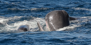 Une rare attaque d’orques contre des cachalots déjouée… par un nuage de diarrhée