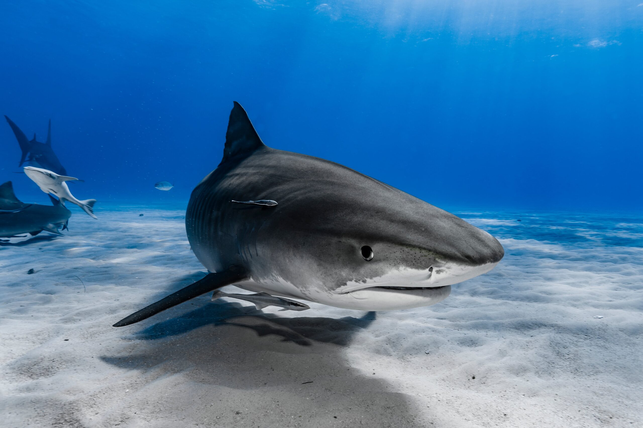 Réhabilitation des requins : ils ne sont pas ces monstres assoiffés de sang tel qu’on les imagine !
