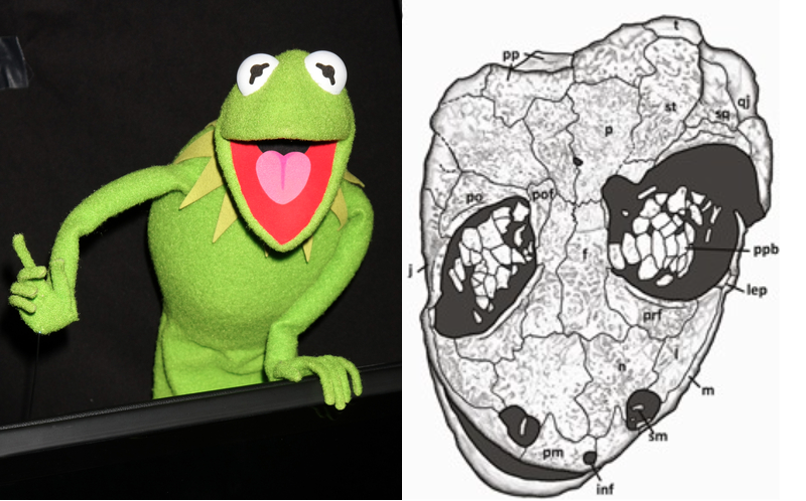 Révélation étonnante : une espèce d’amphibien nommée d’après Kermit la grenouille dévoile ses secrets préhistoriques !