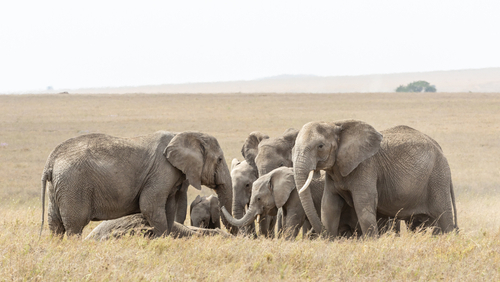 La touchante pratique funéraire des éléphants d’Asie dévoilée par une étude