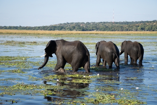 20 000 éléphants envoyés vers l’Allemagne ? “Ce n’est pas une blague” : la menace du président du Botswana