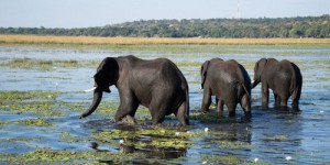 20 000 éléphants envoyés vers l’Allemagne ? “Ce n’est pas une blague” : la menace du président du Botswana