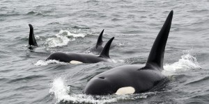Attaques d’orques : à quelle fréquence les super-prédateurs s’en prennent-ils aux humains ?