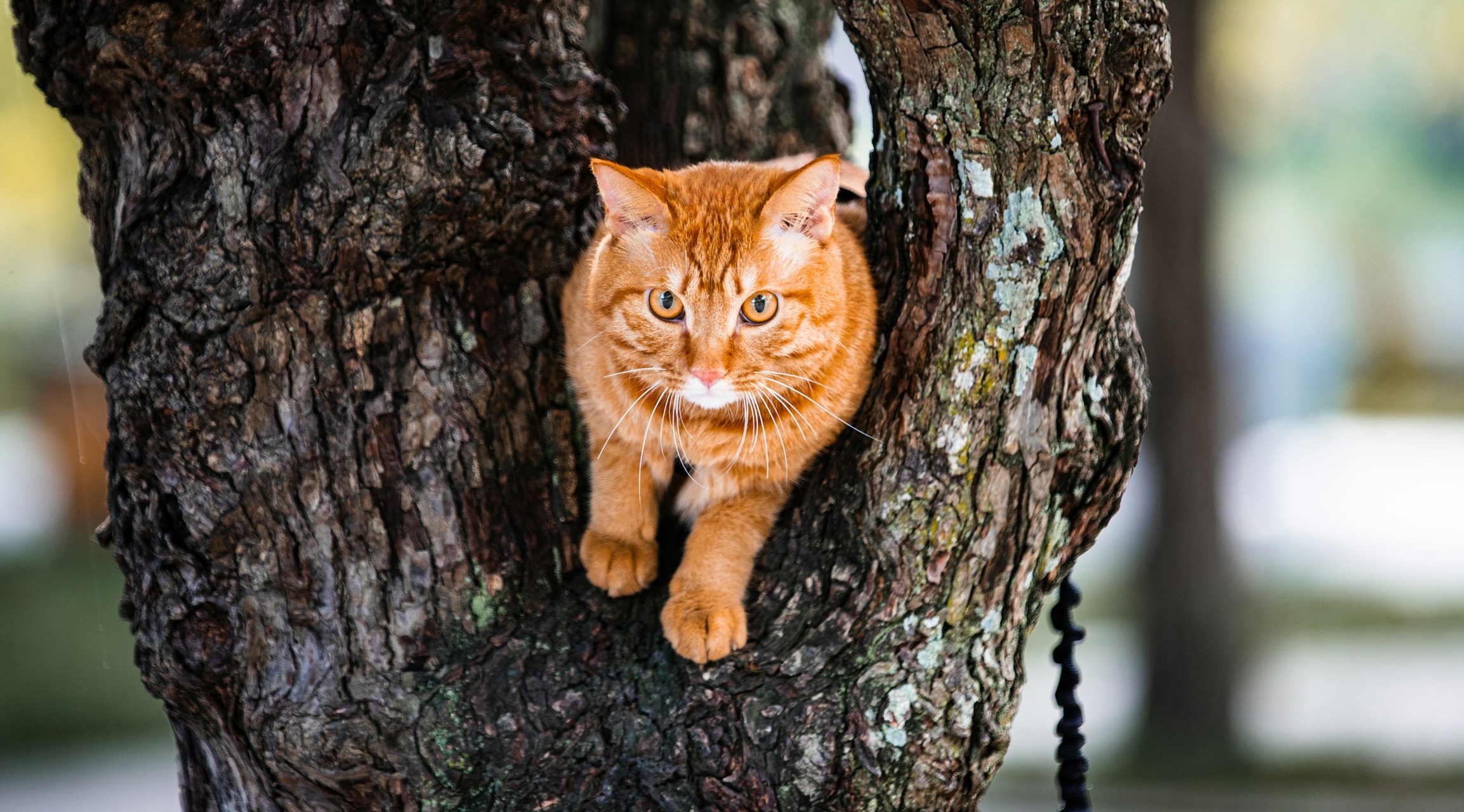 Les chats roux sont-ils vraiment différents des autres ?
