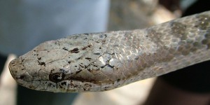 Le coureur d’Antigua: rencontrez l’alsophis antiguae, ou le serpent le plus rare au monde