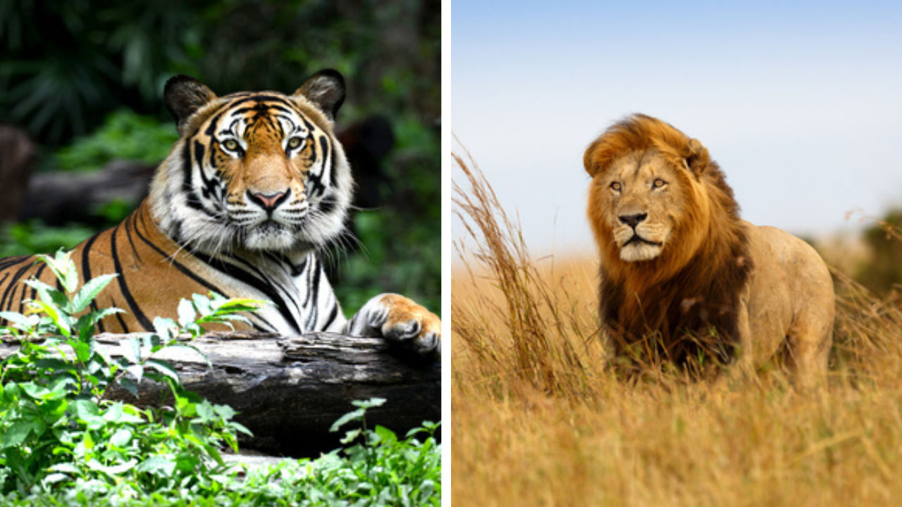 Le duel ultime : tigre contre lion, lequel l’emporterait sur l’autre ?