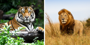 Le duel ultime : tigre contre lion, lequel l’emporterait sur l’autre ?