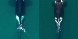 Enquête sous-marine : les scientifiques affirment qu’il faudrait diviser les orques en deux espèces distinctes, les raisons évoquées !