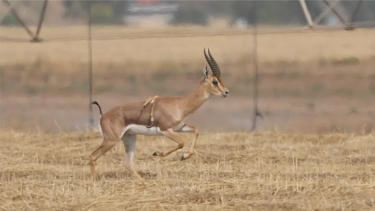 Faune Incroyable : une rare gazelle à six pattes repérée dans une réserve naturelle !