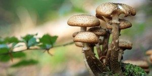 La France lance une liste officielle des champignons en danger : voici pourquoi c’est important