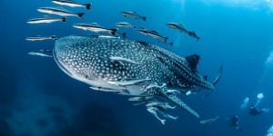 Les géants des océans dévoilés: découvrez les requins les plus imposants de la planète