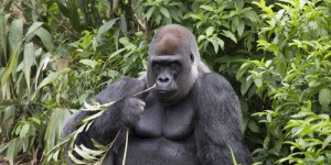 Les gorilles sont capables de se battre à mort en Afrique de l’Ouest, une nouvelle étude pointe les raisons