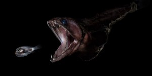 Le Grand avaleur : ce poisson terrifiant des abysses dévore des proies plus grosses que lui