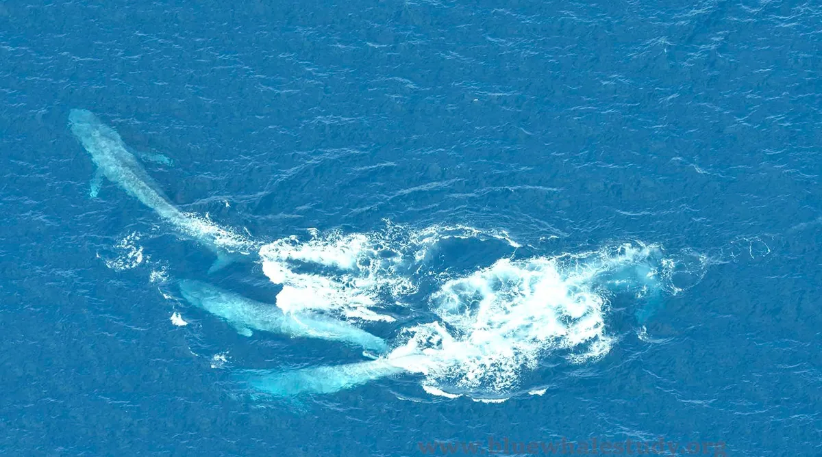 La « plus grande » danse d’accouplement au monde : des images rares de baleines bleues