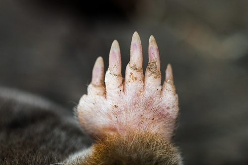 Le kakarratul, cet animal “mystérieux” et “énigmatique” repéré pour la seconde fois en six mois dans le désert Australien