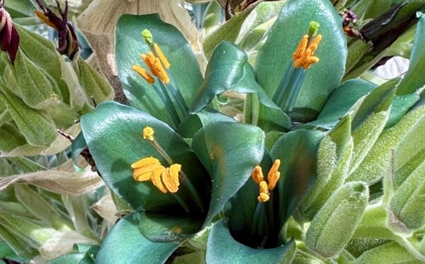 Miracle botanique : une plante « surnaturelle » fleurit après des années de silence, un évènement vraiment rare