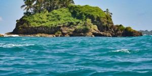 Le mystère des requins épineux au Panama: une concentration inexpliquée