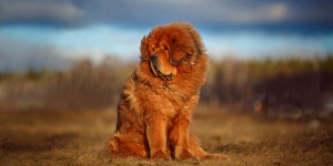 Naissance de Dogues du Tibet « Bleu et Feu » : un trésor génétique en France