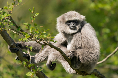 Naissance rare : ce zoo a besoin de vous pour trouver le nom de ce magnifique bébé gibbon cendré