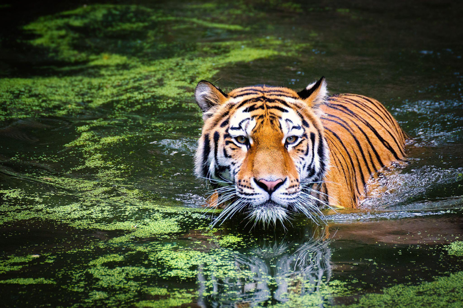 Un nouvel espoir pour le tigre de Java après la découverte d’un mystérieux poil