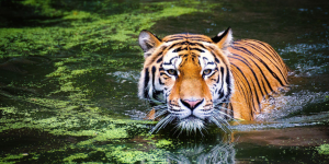 Un nouvel espoir pour le tigre de Java après la découverte d’un mystérieux poil